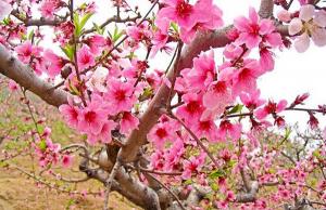 Gongcheng Peach Blossoms