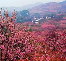Guilin Dalingshan Peach Blossoms