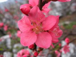 Gongcheng Peach Blossom