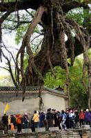Hezhou Huangyao Old Town Old Tree