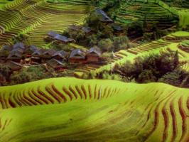 Longji Terraced Rice Fields Review