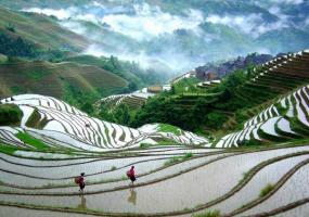 Longji Terraced Rice Fields Rice Transplanting