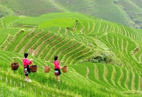 Longji Terraced Rice Fields Working Women