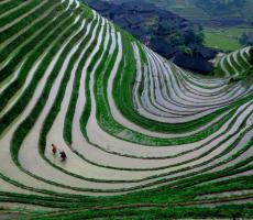Longji Terraced Rice Fields Watering