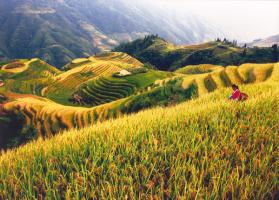 Longji Terraced Rice Fields In Fall