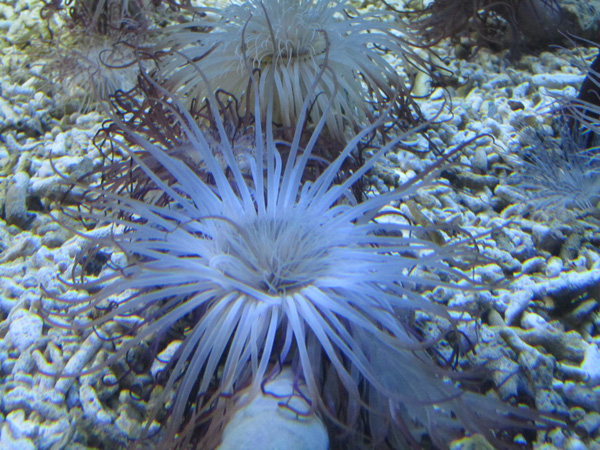 beihai submarine world, submarine world in guangxi, guangxi province