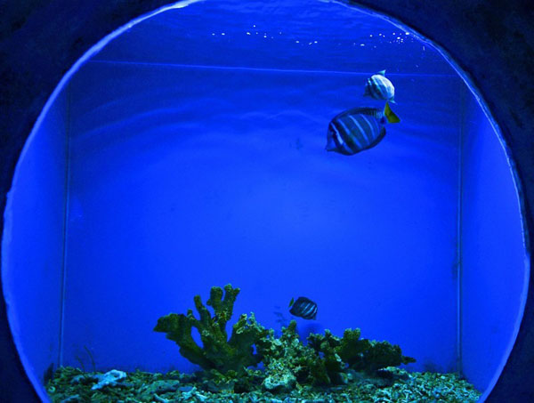 beihai underwater world, beihai guangxi, underwater world of beihai